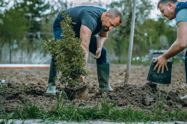 Professional Tree Service in Hawthorn Woods, IL